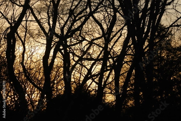 Obraz January crepuscule 