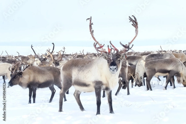 Fototapeta Reindeer in the sima tundra in snow.
