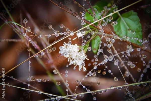 Obraz White Flower in the rain