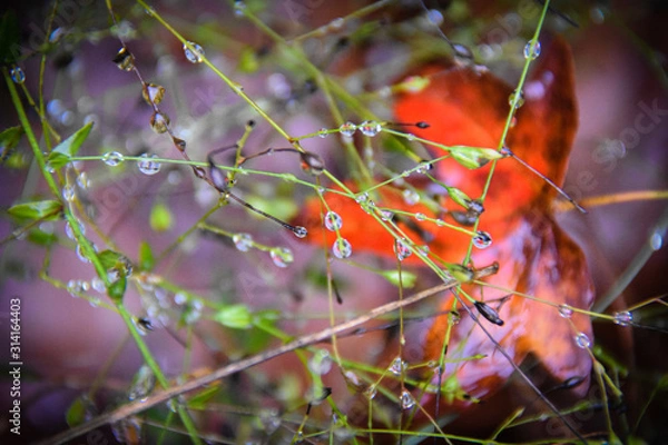 Obraz Raindrops with red leaf