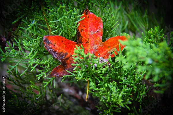 Obraz Lone Red Leaf in Green Tree