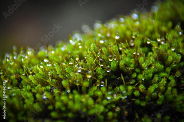 Obraz Raindrops on the moss