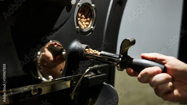 Fototapeta Coffee Roasting Technology. A man controls the coffee roasting machine. Close-up.