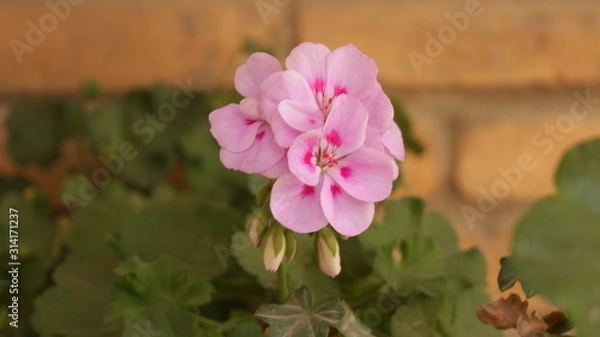 Fototapeta Flor de color rosa