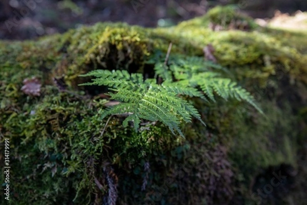 Obraz 屋久島の自然　淀川登山口から花之江河まで