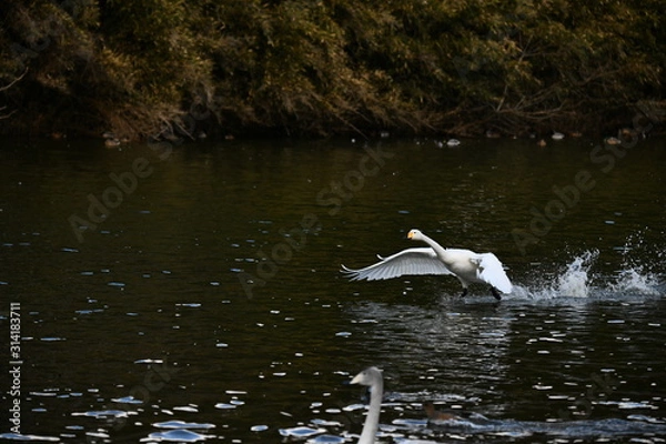 Fototapeta 白鳥の飛来地