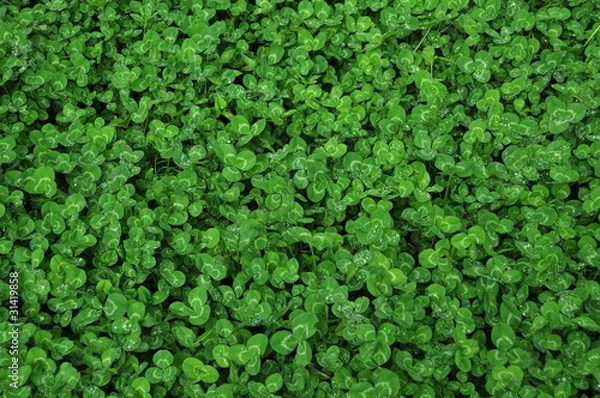 Obraz clover