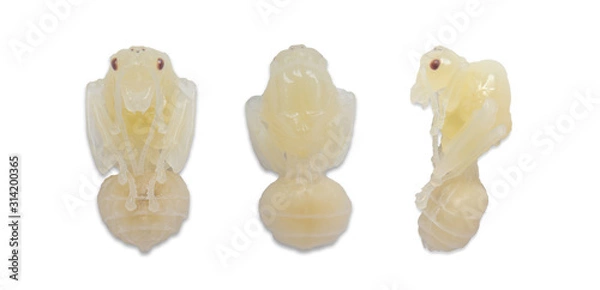 Fototapeta Larva Queen of Red Ant Isolated on White Background,