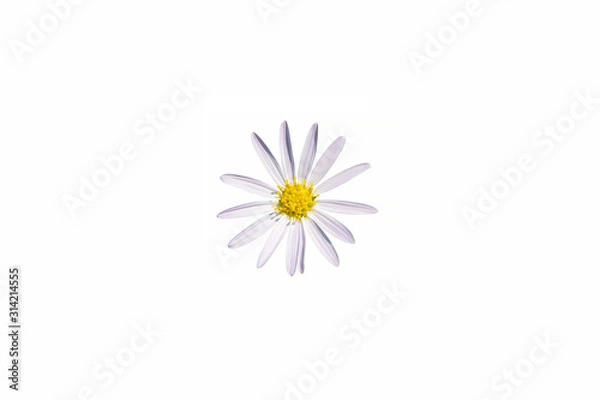 Obraz White cosmos flower isolate white background with clipping-path.