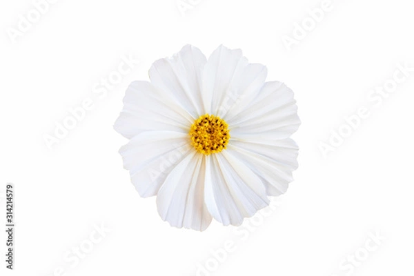 Obraz White cosmos flower isolate white background with clipping-path.