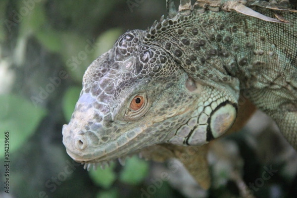 Obraz 目付きの鋭いグリーンイグアナの顔