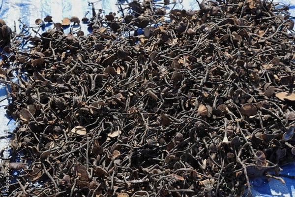 Fototapeta 漢方薬の原料、キノコ