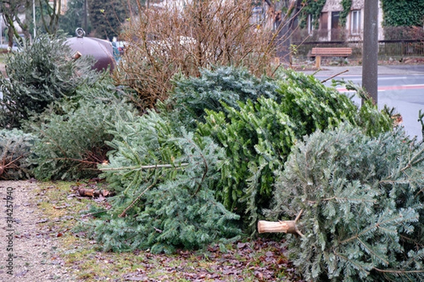 Obraz Dry and old Christmas trees are lying at a collection point in a residential area in order to be collected by public services