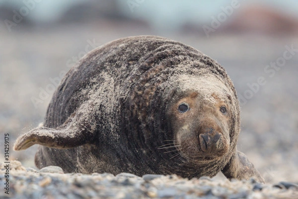 Fototapeta front view male gray seal bull (halichoerus grypus) approaching