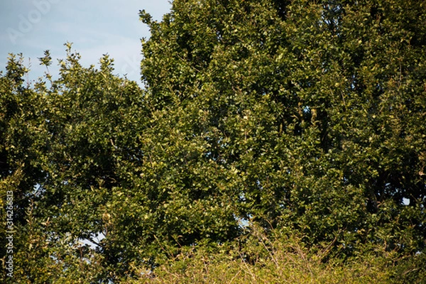 Obraz Green foliage nature background with copyspace