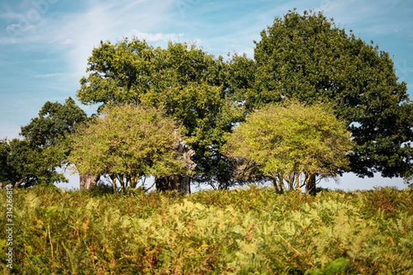 Obraz Green trees nature landscape with defocussed foreground