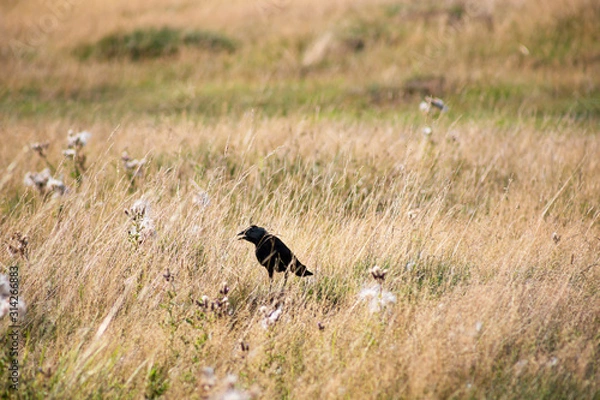 Obraz Black crow bird in dry grass field