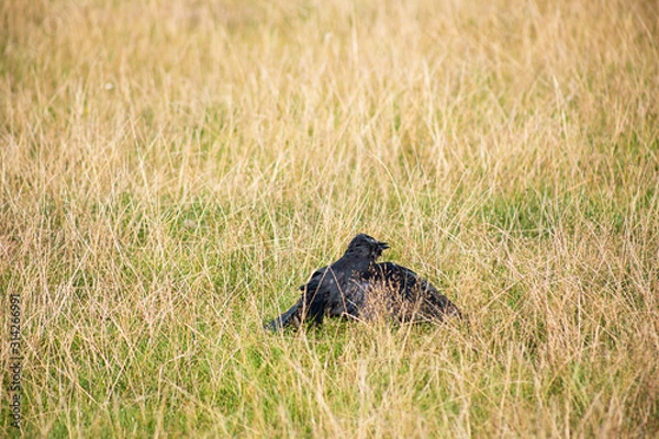 Obraz Black crow bird with funny face and posture