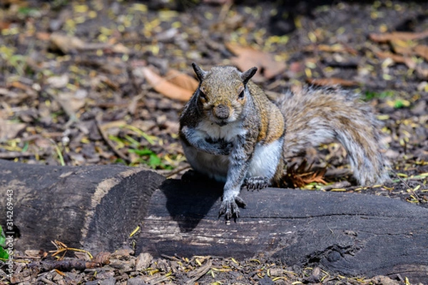 Obraz One small squirrel looking for food in a forest, in a sunny summer day