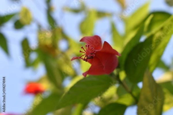 Obraz bee on a flower