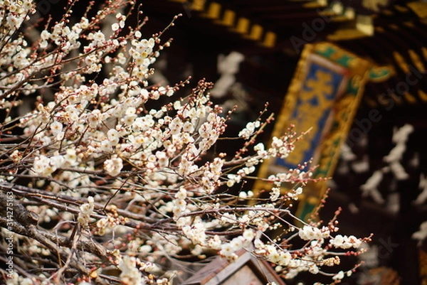 Obraz 京都　北野天満宮の梅