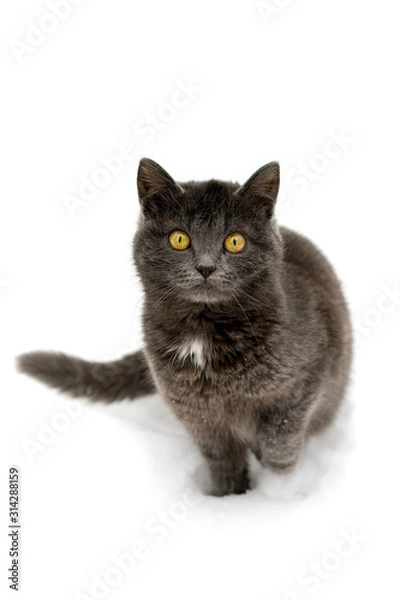 Obraz Cat in the white snow. Isolated on a white background.