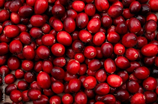 Fototapeta Vegetarian food and fruits high in antioxidants conceptual idea with full frame of a heap of raw fresh cranberries