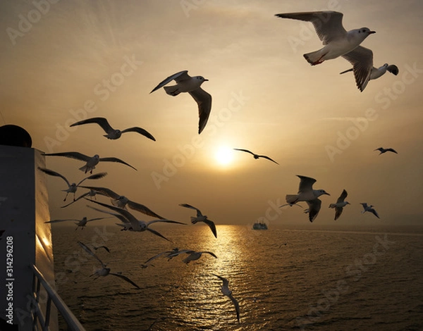 Obraz カモメと太陽と船の風景。　熊本・島原　九商フェリー