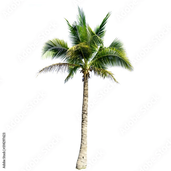 Fototapeta Coconut tree isolated on the white background.