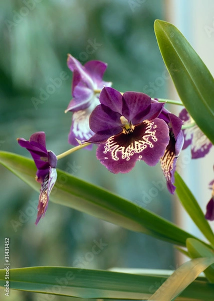 Obraz Фиолетовая гибридная орхидея.