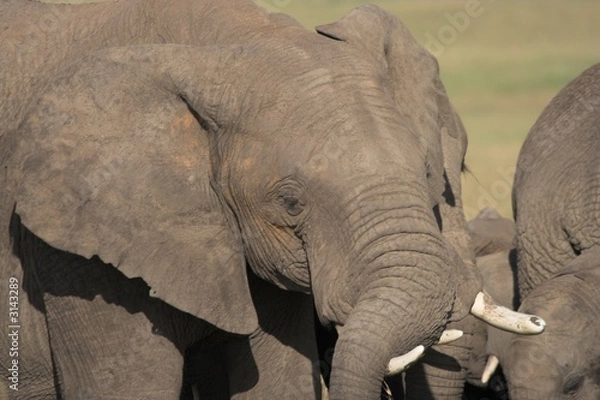 Fototapeta elephants