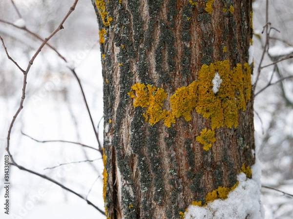 Obraz moss and lichen on tree bark