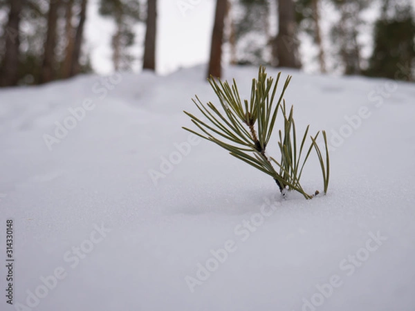 Obraz pine branch in the snow