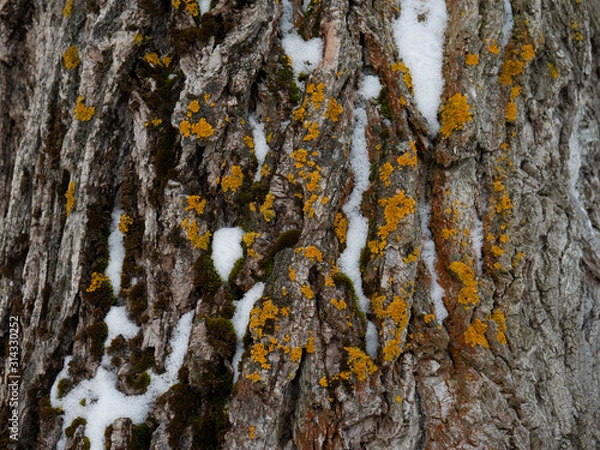 Obraz tree bark with snow and moss
