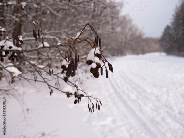 Obraz tree branch in the snow