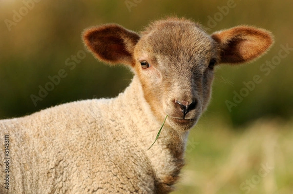 Fototapeta Kopf vom Lamm