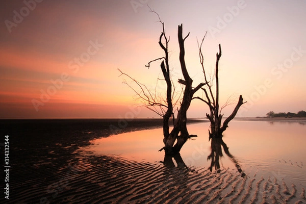 Obraz Dead trees on the evening beach