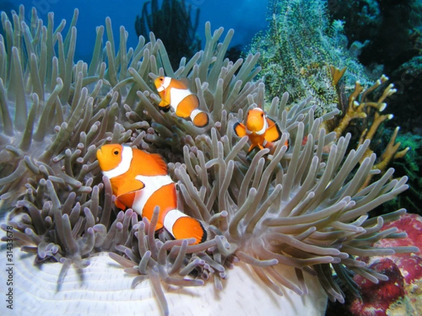 Obraz Anemonenfisch Clownfish Nemo