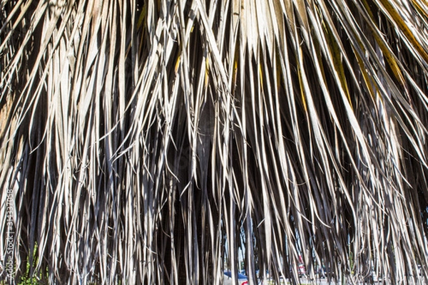 Fototapeta Dry Palms