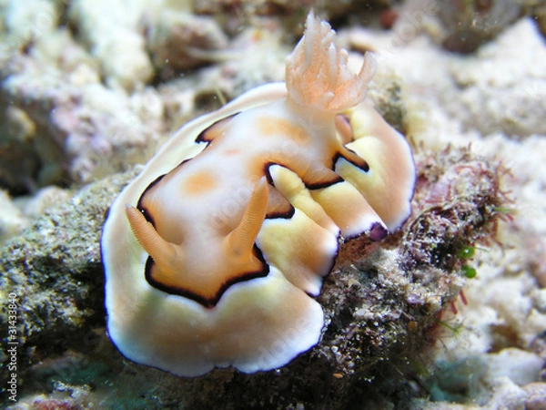 Obraz Nacktschnecke Nudibranch