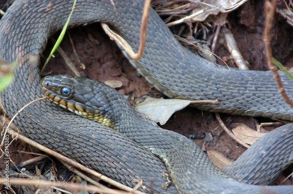 Obraz rat snake