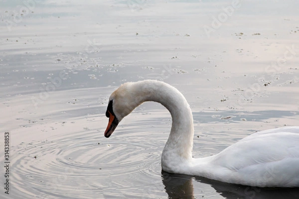 Obraz White swan bird on lake with water drop