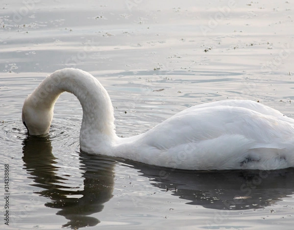 Obraz White swan with head underwater on lake