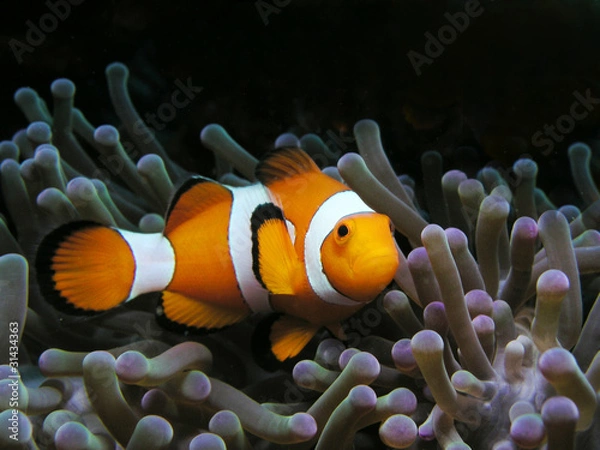 Obraz Anemonenfisch Clownfish Nemo