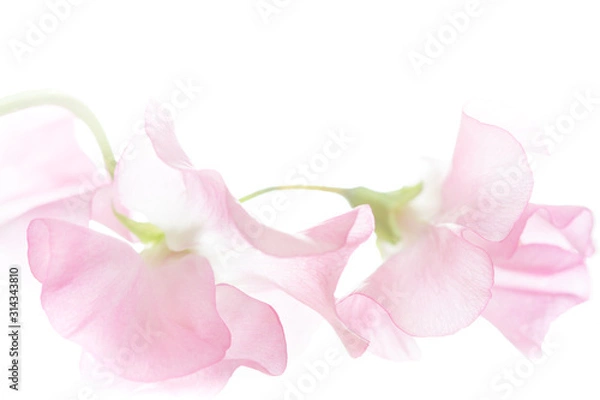 Fototapeta ピンクの花びら