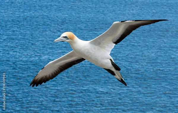Obraz Southern Gannet