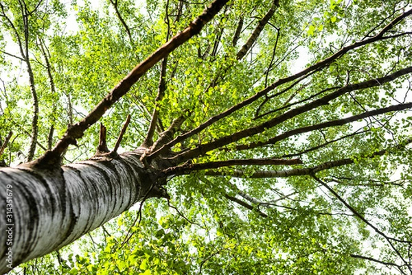 Obraz Tree branches betula pendula from below