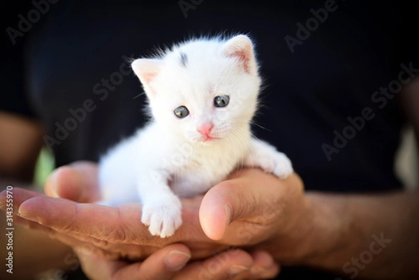 Fototapeta tender and fluffy white kitten nestled in the hands. Concept of protection of the weakest