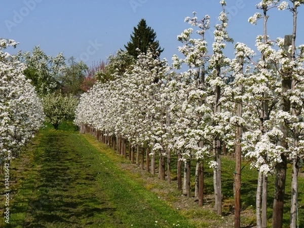 Obraz Apfelblüte - Bodensee