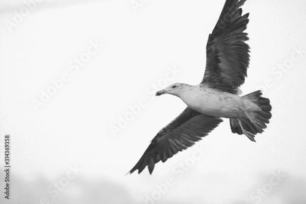 Obraz seagull in flight